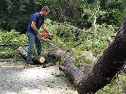 Best Tree Mulching  in Bellerose Terrace, NY