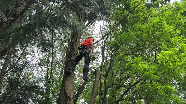 Best Tree Health Inspection  in Bellerose Terrace, NY