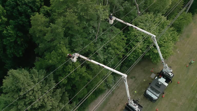 Best Root Management and Removal  in Bellerose Terrace, NY