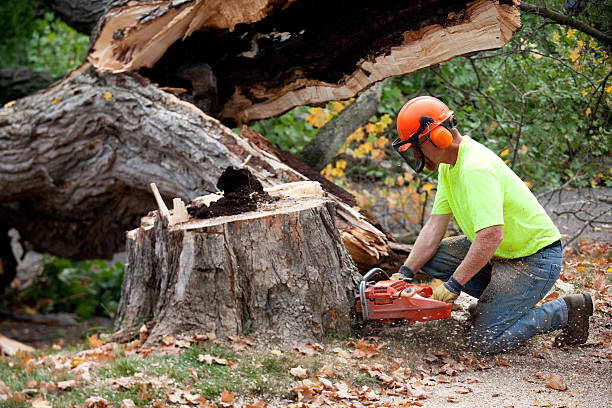 Best Tree Health Inspection  in Bellerose Terrace, NY