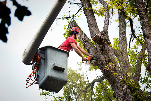 Best Commercial Tree Services  in Bellerose Terrace, NY