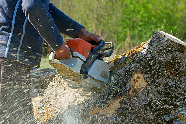 Lawn Renovation and Restoration in Bellerose Terrace, NY